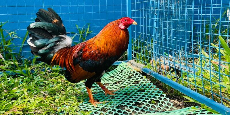 Lựa chọn gà tre phù hợp