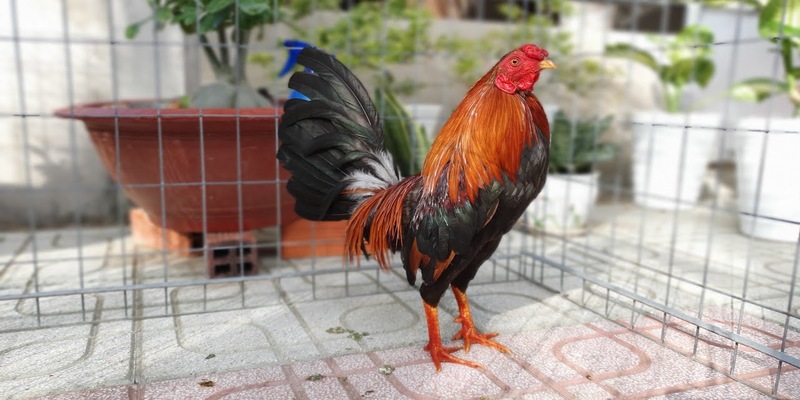 Những điều cần chuẩn bị trước khi áp dụng cách lên cựa gà tre